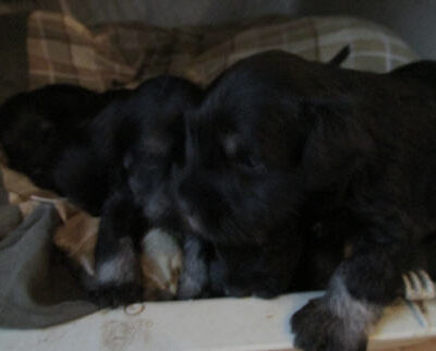 Welpen aus dem T-Wurf vom 01.05.2014 — Bis 4 Wochen bom 01.05.2014