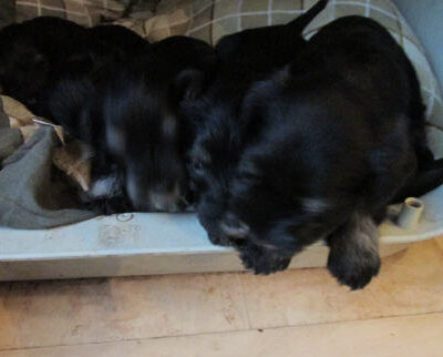 Welpen aus dem T-Wurf vom 01.05.2014 — Bis 4 Wochen bom 01.05.2014