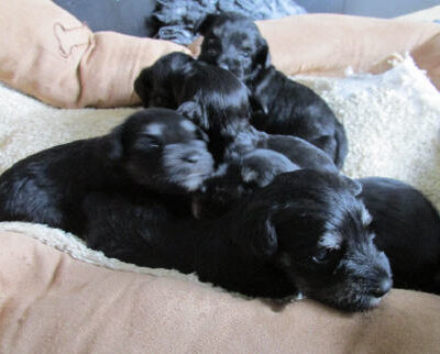 Welpen aus dem T-Wurf vom 01.05.2014 — Bis 4 Wochen bom 01.05.2014