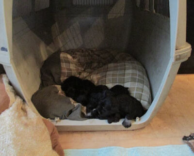 Welpen aus dem T-Wurf vom 01.05.2014 — Bis 4 Wochen bom 01.05.2014