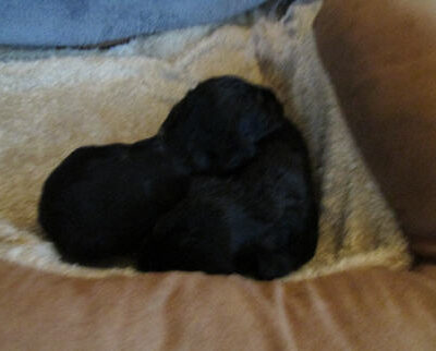 Welpen aus dem T-Wurf vom 01.05.2014 — Bis 4 Wochen bom 01.05.2014