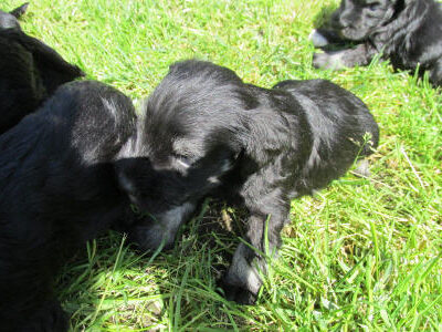 Welpen aus dem T-Wurf vom 01.05.2014 — 5 Woche