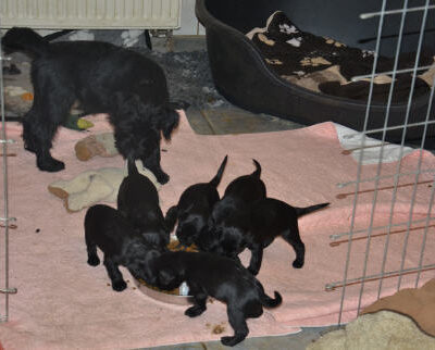 Welpen aus dem W-X-Y-Wurf bis zum 23.05.2015 — W und X Welpen bis zum 07.02.