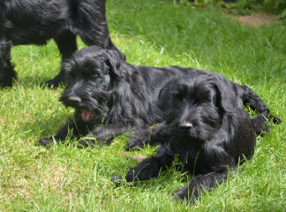 Welpen aus dem Würfe 2015 — WILMA, TINCHEN und YADIN